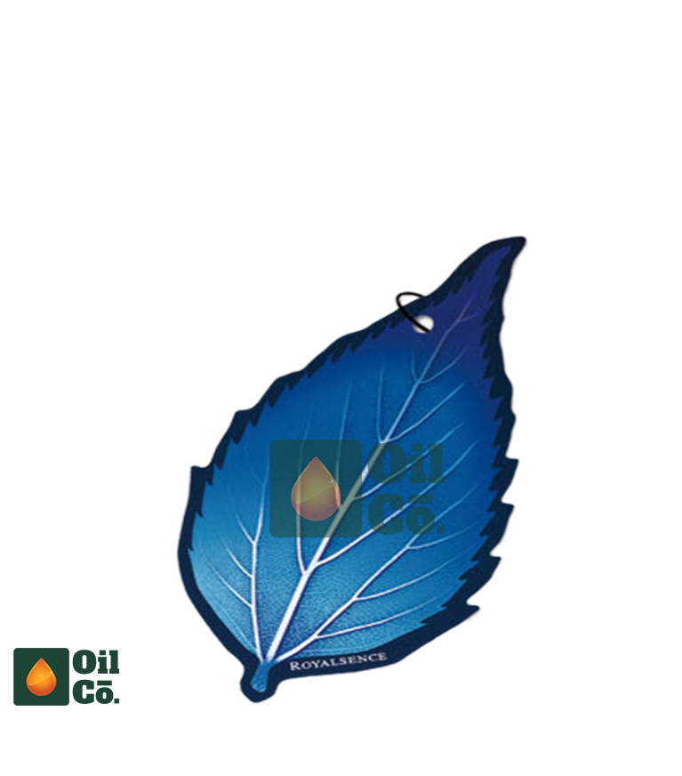 CARALL ROYALSENCE SQUASH (3PCS)
